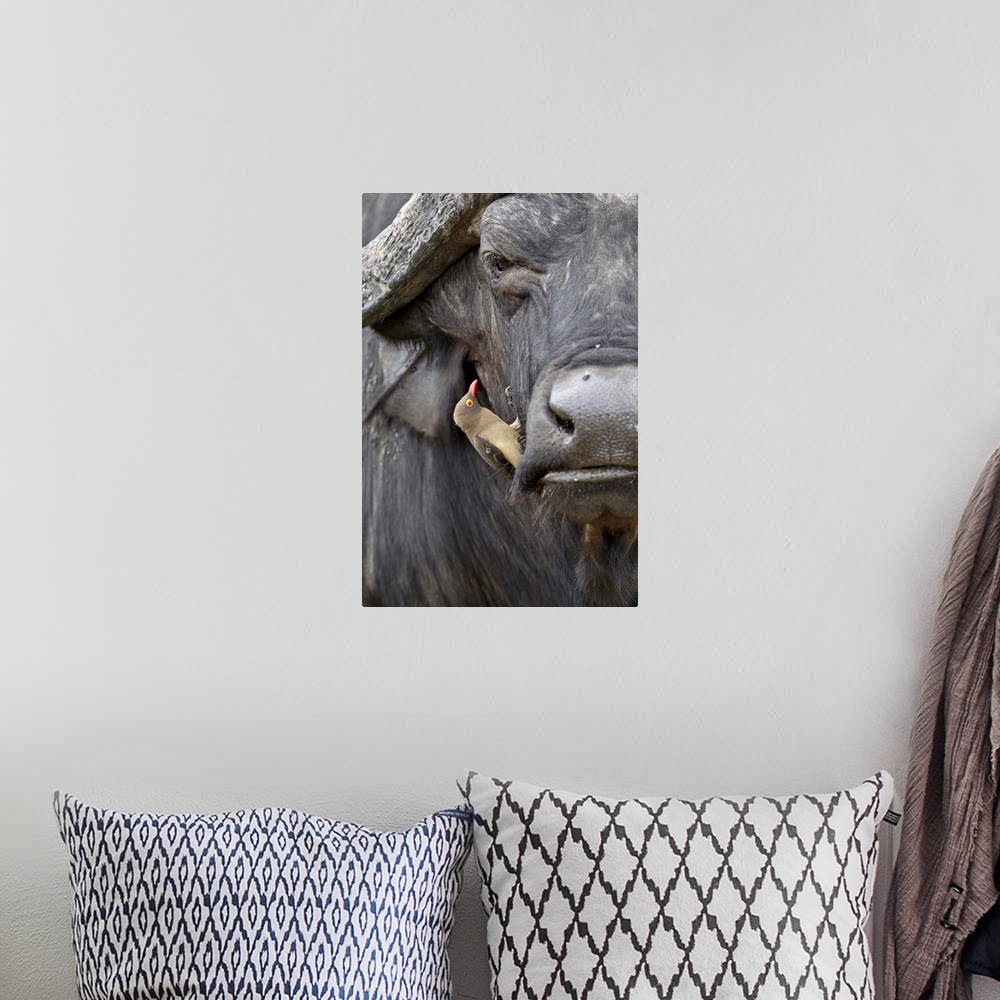 A bohemian room featuring Red-billed oxpecker on a Cape buffalo, Kruger National Park, South Africa