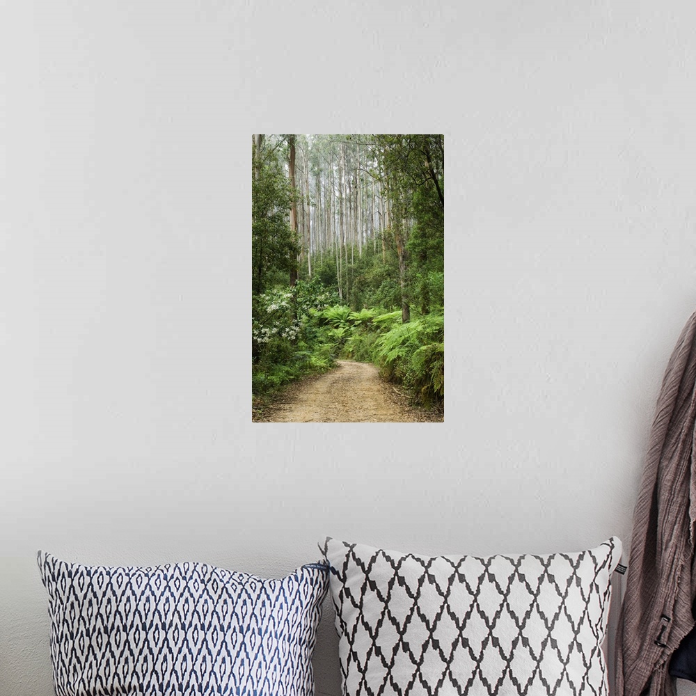 A bohemian room featuring Road through rainforest, Yarra Ranges National Park, Victoria, Australia, Pacific