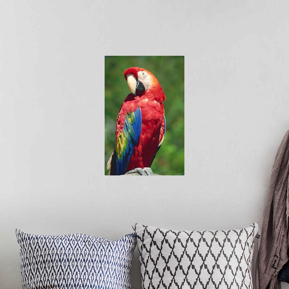 A bohemian room featuring Scarlet Macaw, Seaworld, San Diego, California, United States of America, North America