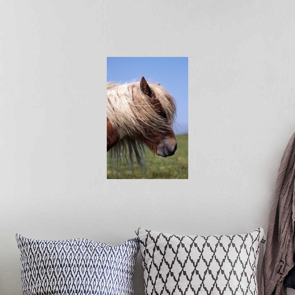 A bohemian room featuring Shetland pony, Shetland Islands, Scotland, United Kingdom, Europe