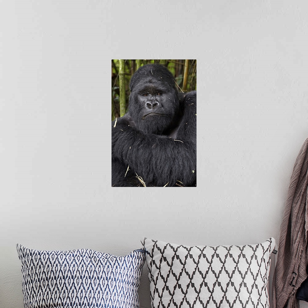 A bohemian room featuring Silverback mountain gorilla of the Kwitonda group, Volcanoes National Park, Rwanda
