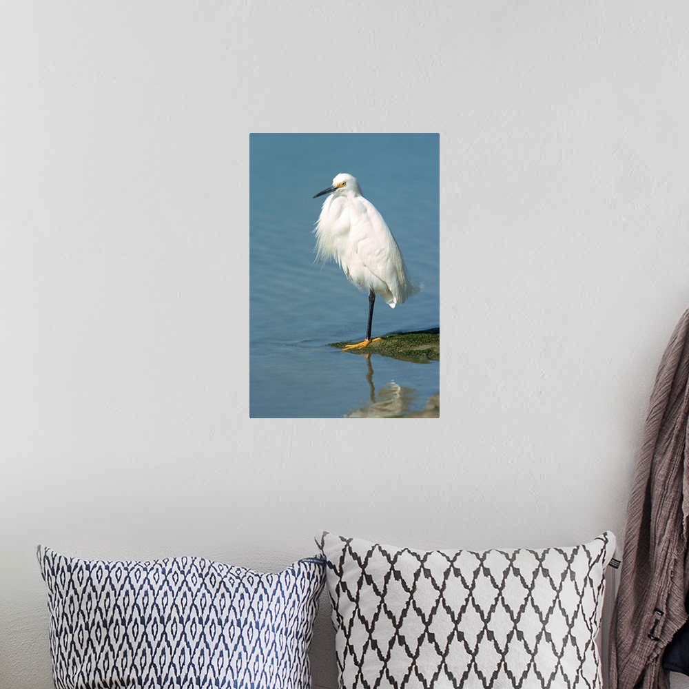 A bohemian room featuring Snowy egret, South Florida, United States of America, North America