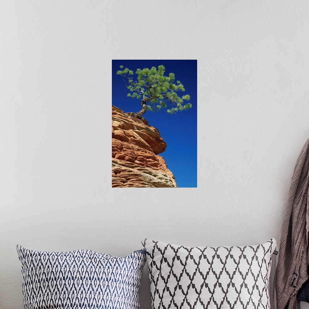 A bohemian room featuring Solitary ponderosa pine on top of a sandstone outcrop in the Zion National Park, Utah