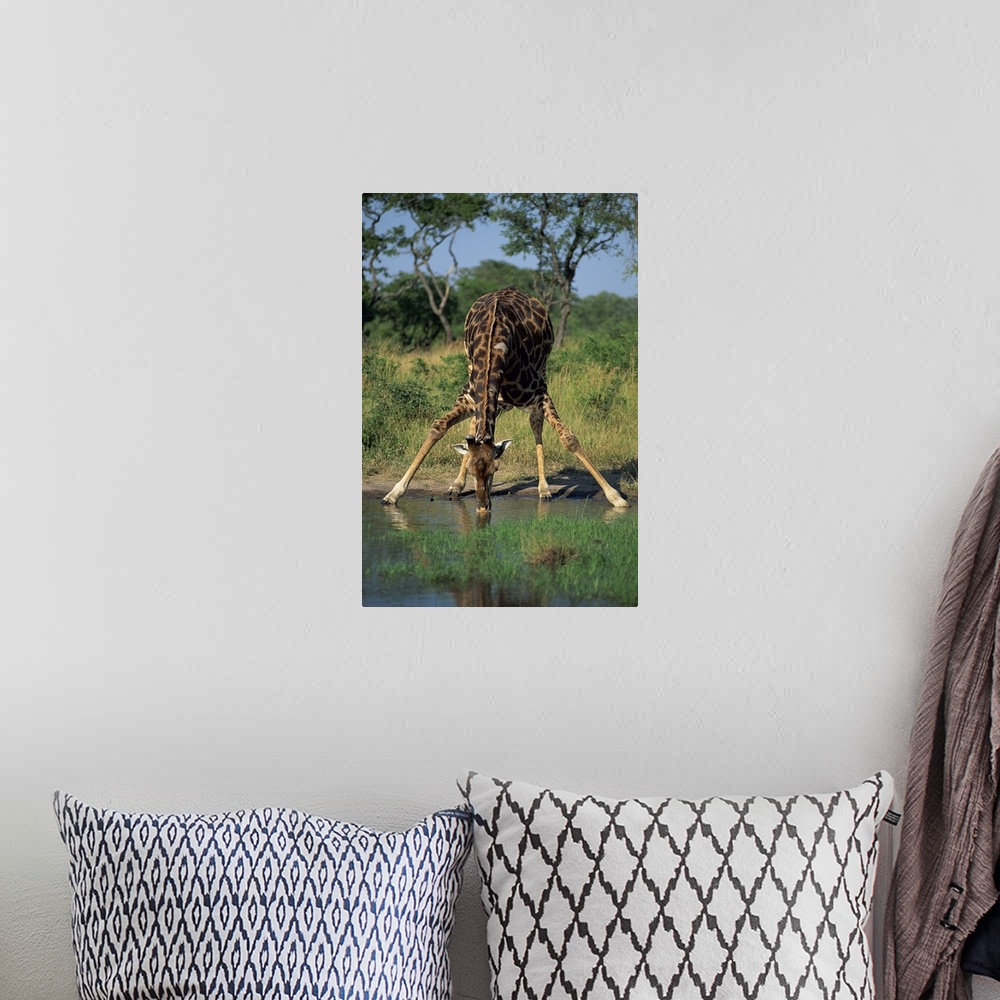 A bohemian room featuring Southern giraffe, bending down, drinking, Kruger National Park, South Africa