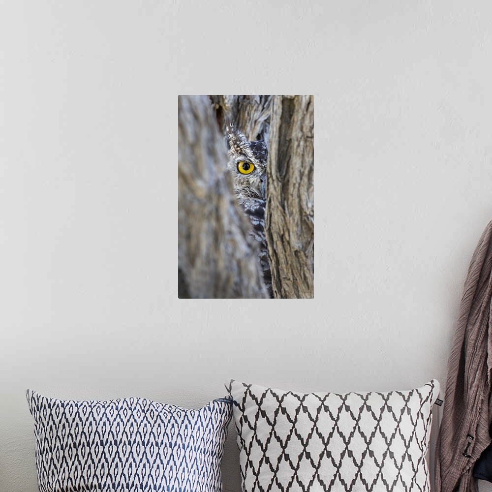 A bohemian room featuring Spotted eagle owl (Bubo africanus), Kgalagadi Transfrontier Park, Northern Cape, South Africa, Af...