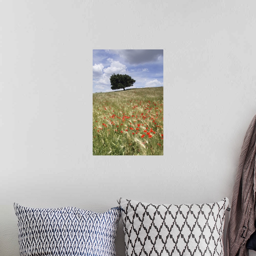 A bohemian room featuring Spring poppies and lone tree, Andalucia, Spain, Europe