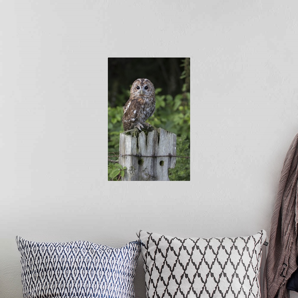 A bohemian room featuring Tawny owl (Strix aluco), captive, United Kingdom, Europe