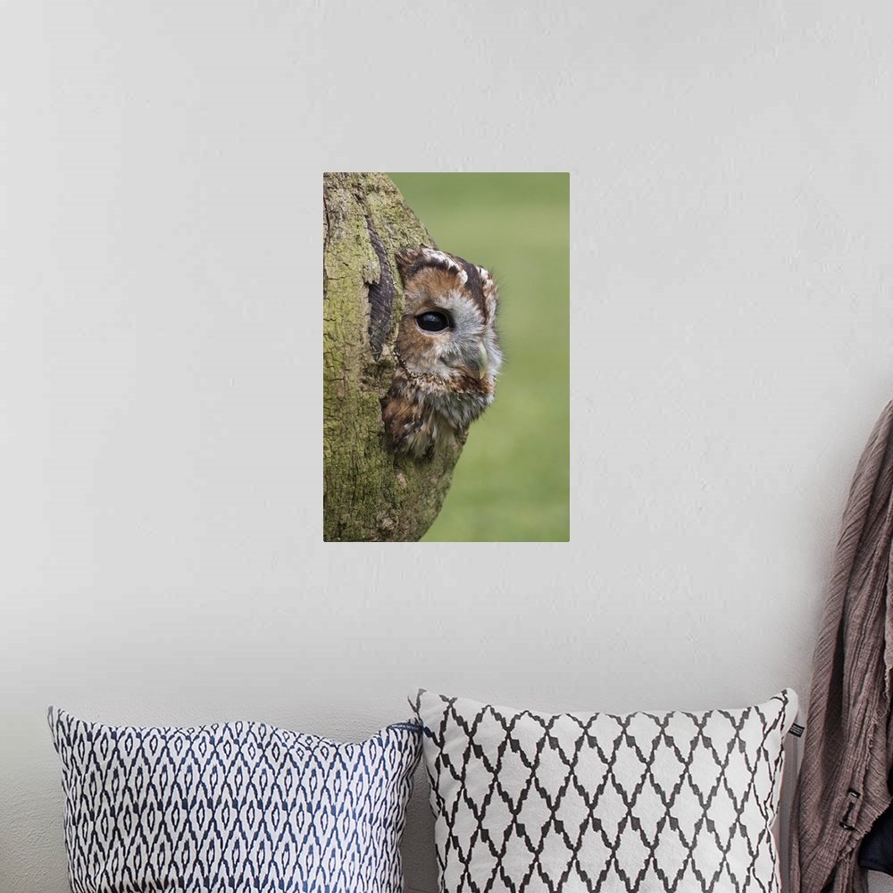 A bohemian room featuring Tawny owl (Strix aluco), captive, Cumbria, England, United Kingdom, Europe