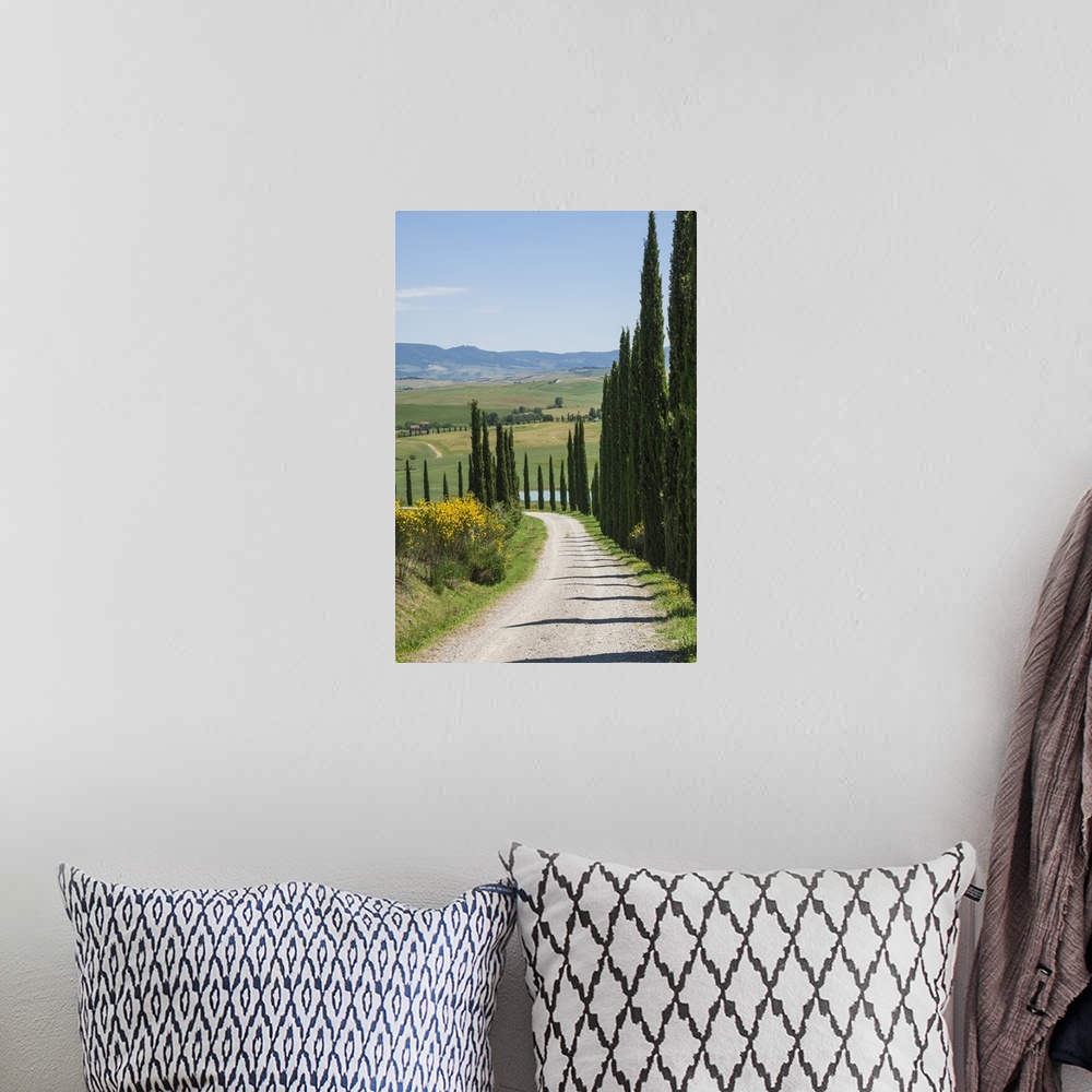 A bohemian room featuring Tree lined driveway, Val d'Orcia, Tuscany, Italy, Europe.