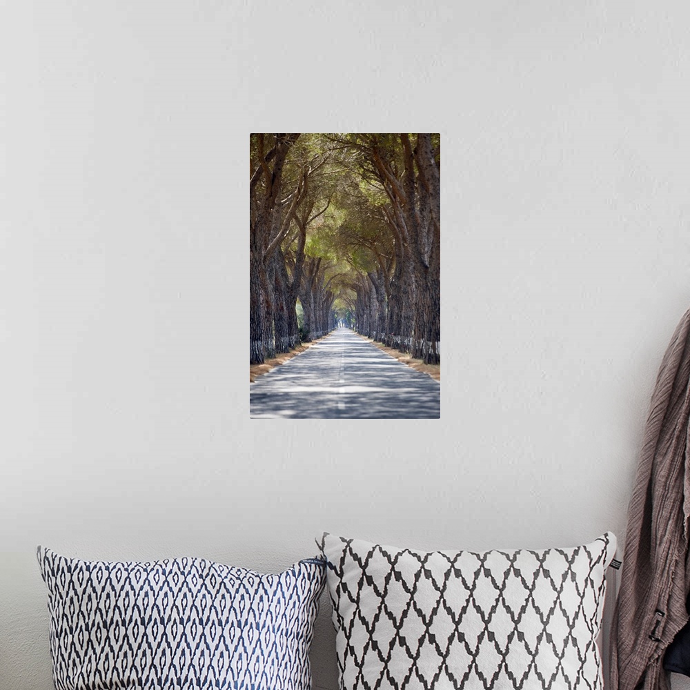 A bohemian room featuring Tree-lined road, Maremma, Tuscany, Italy