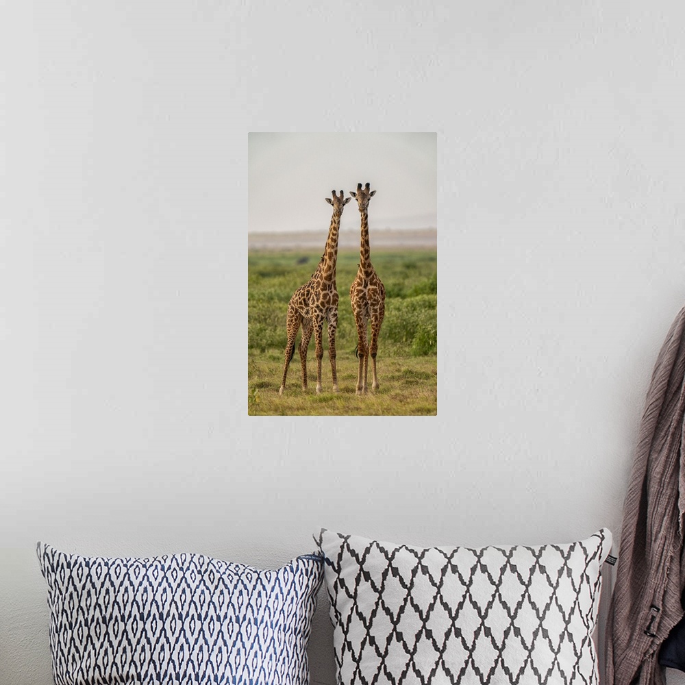 A bohemian room featuring Two Giraffes (Giraffa), Amboseli National Park, Kenya, East Africa, Africa