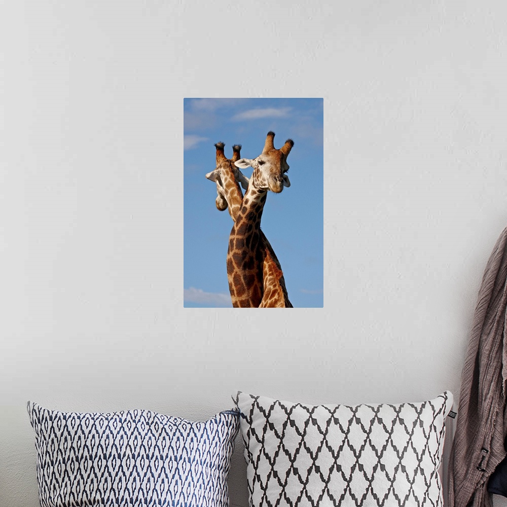 A bohemian room featuring Two male Cape giraffe fighting, Imfolozi Game Reserve, South Africa
