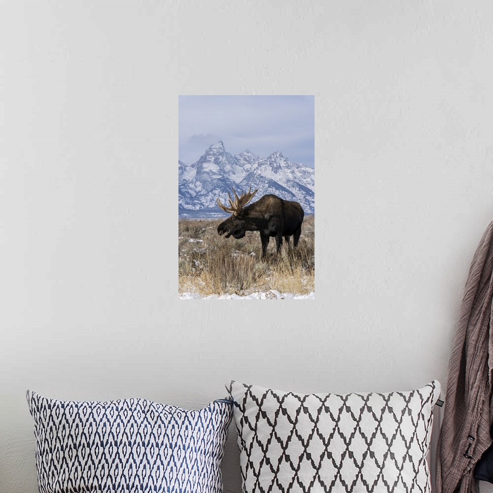 A bohemian room featuring Vertical of bull moose (Alces alces), in front Grand Teton peak, Grand Teton National Park, Wyomi...