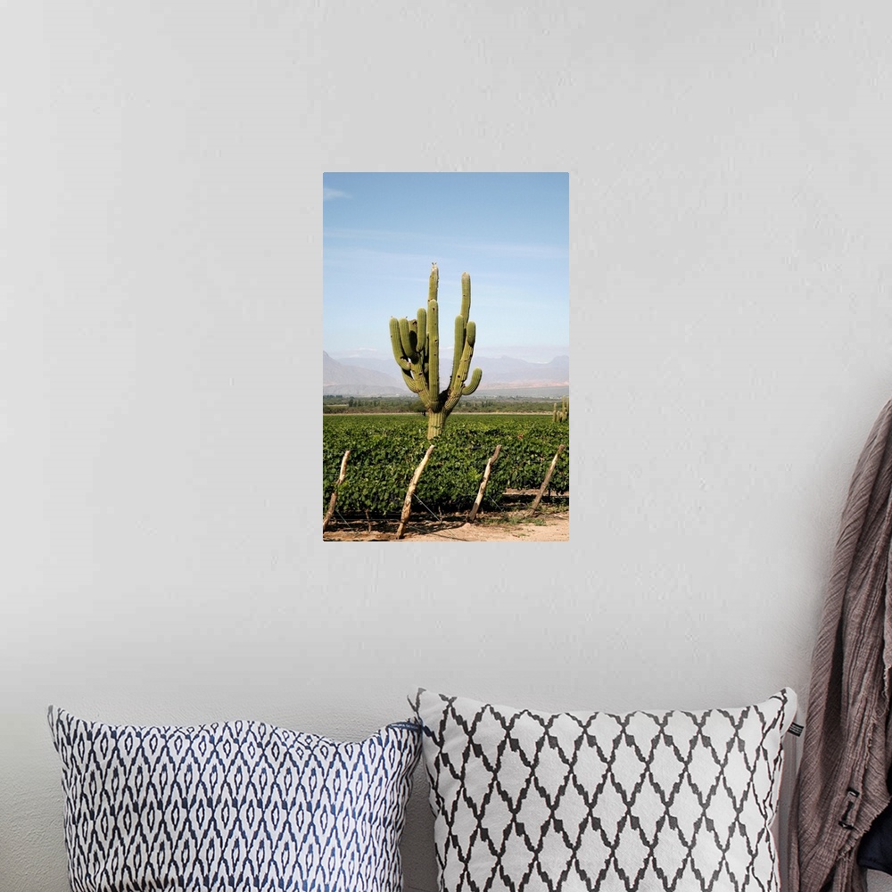 A bohemian room featuring Vineyards in Cafayate, Valles Calchaquies, Salta Province, Argentina