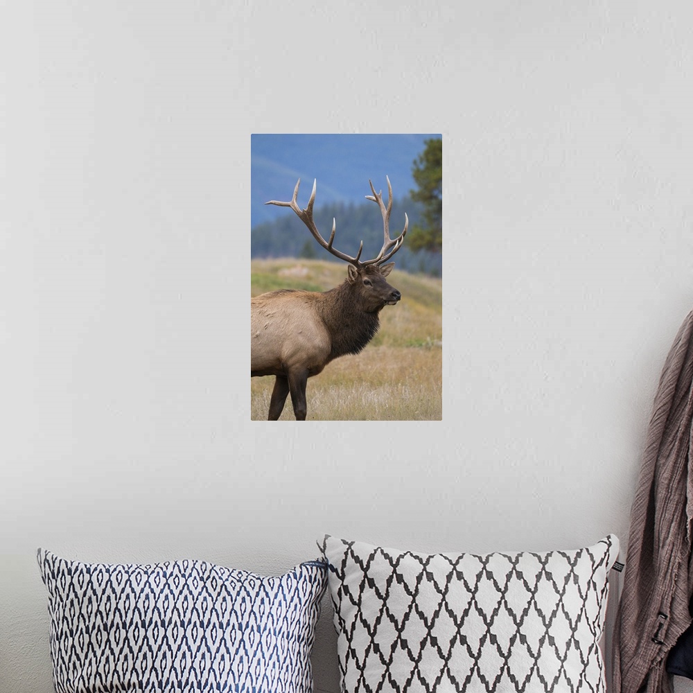 A bohemian room featuring Wild Elk (Wapiti) (Cervus canadensis) during the Autumn rut, Jasper National Park, UNESCO World H...
