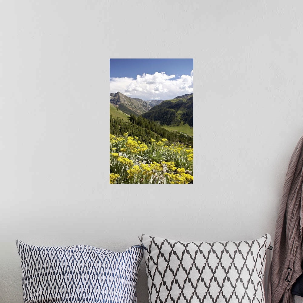 A bohemian room featuring Wildflowers and mountains near Cinnamon Pass, Uncompahgre National Forest, Colorado