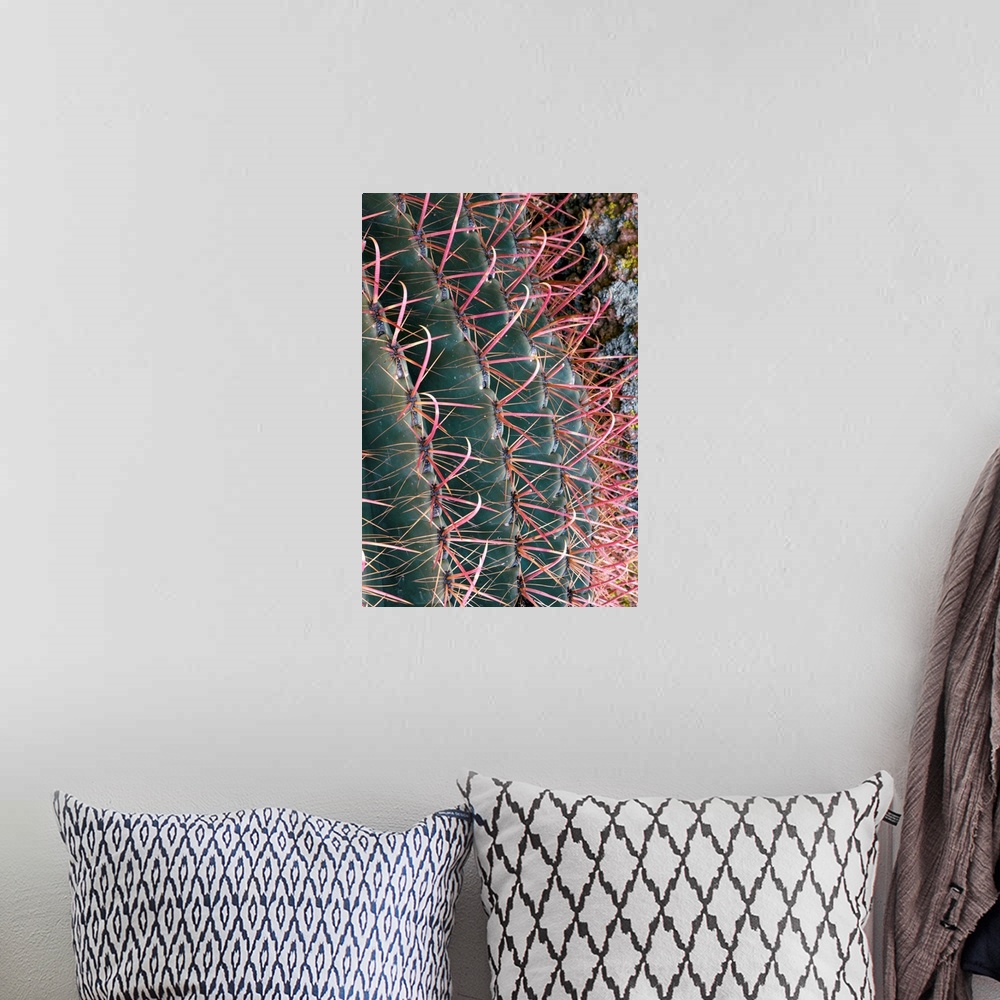 A bohemian room featuring Spines of Fishhook Barrel Cactus (Ferocactus wislizenii). Photographed in Arizona, USA.