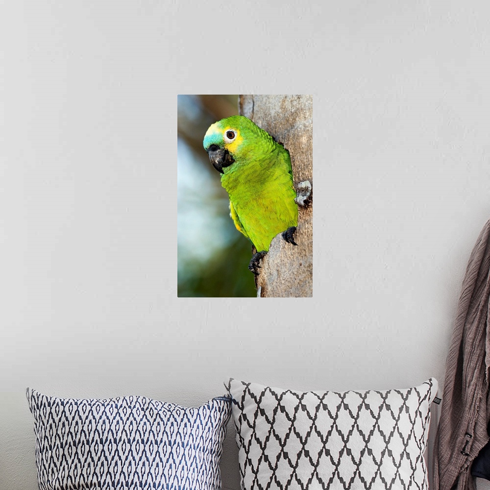 A bohemian room featuring Blue-fronted parrot (Amazona aestiva), emerging from a tree hole. This parrot nests in tree cavit...