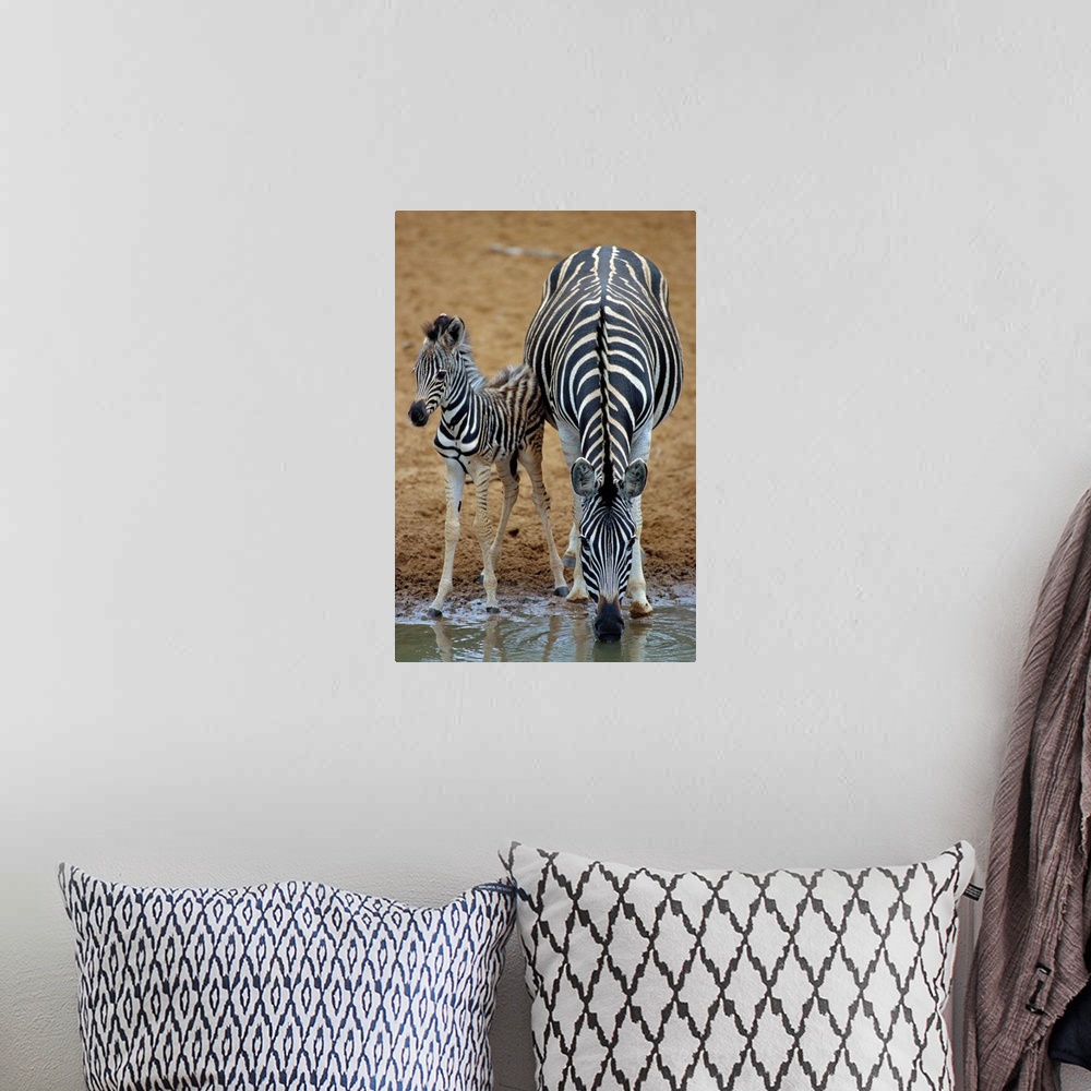 A bohemian room featuring Burchell's zebra (Equus burchelli) mother and foal at a watering hole. Zebra are wild horses that...