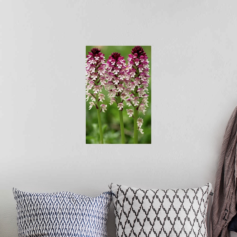 A bohemian room featuring Burnt orchid (Orchis ustulata) flowers.