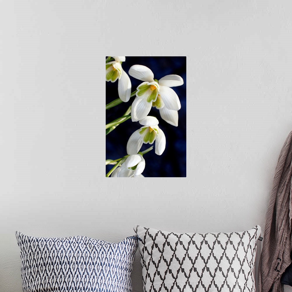 A bohemian room featuring Common snowdrops (Galanthus nivalis). Close-up of snowdrops flowering in spring. Photographed in ...