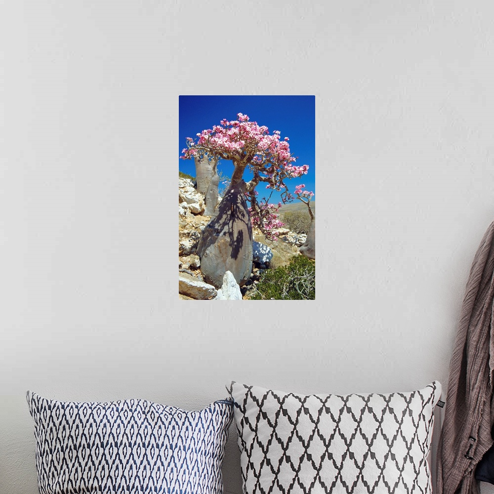 A bohemian room featuring Desert rose tree (Adenium obesum sokotranum) in a rocky landscape. This subspecies of the desert ...