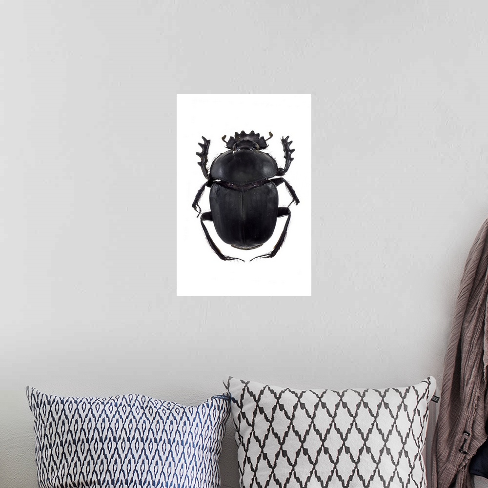 A bohemian room featuring Dung beetle (Scarabaeus sacer), a species of scarab beetle. This is a true dung beetle, which fee...