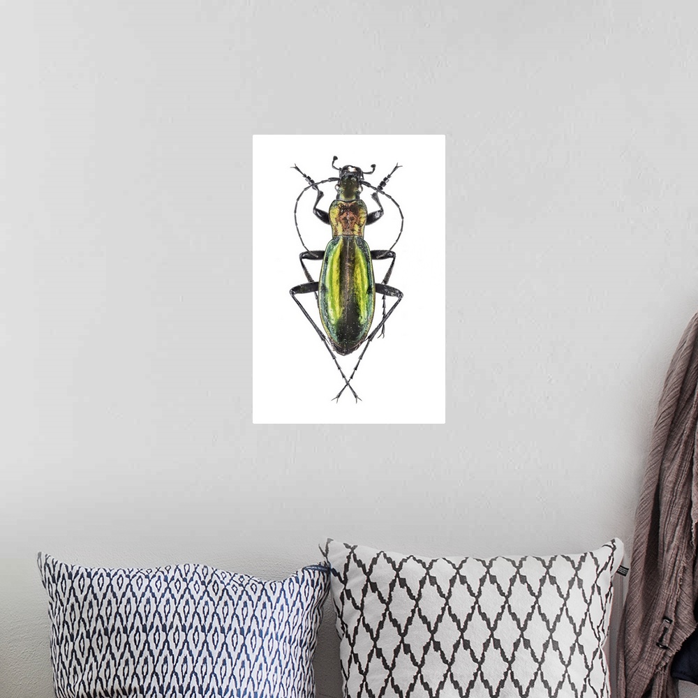 A bohemian room featuring Ground beetle (Carabus splendens). This is a European ground beetle.