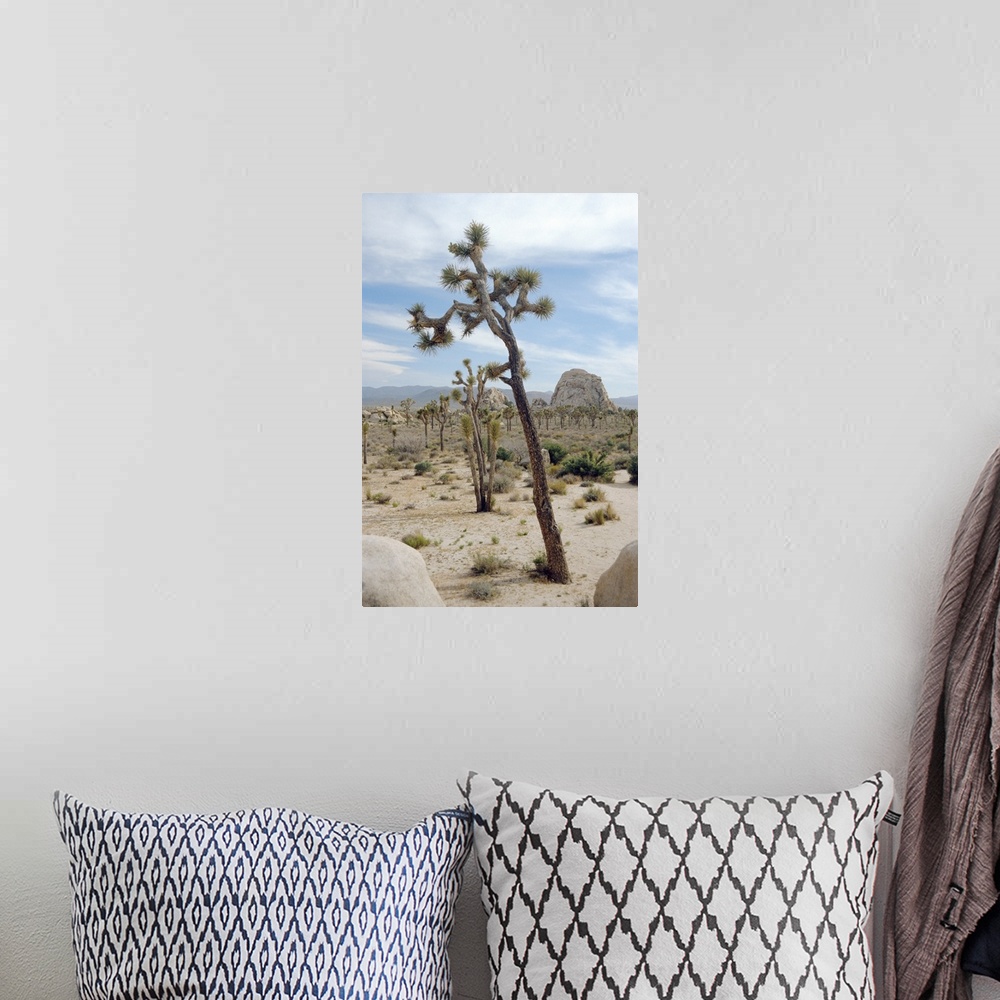 A bohemian room featuring Joshua trees (Yucca brevifolia). These short- leaved yucca plants live only in south-western USA ...