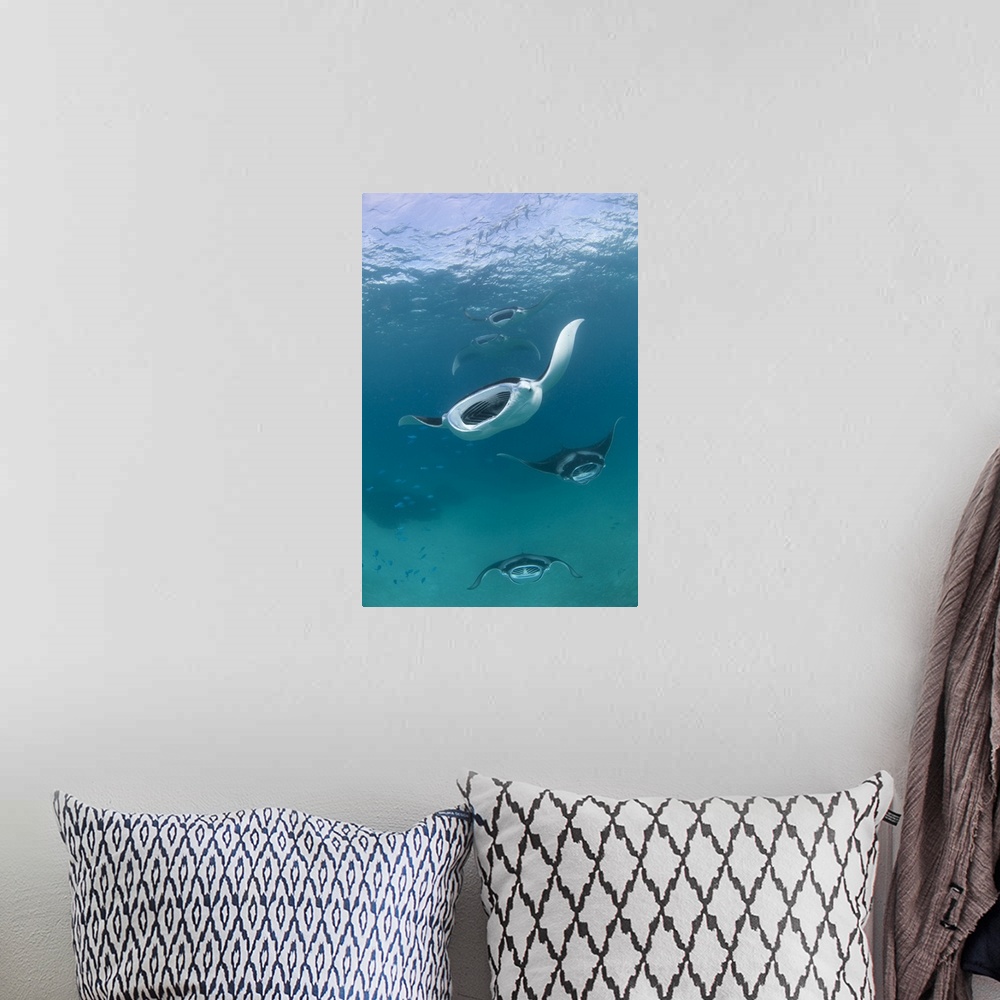 A bohemian room featuring A group of many manta rays, Manta birostris, feeding in formation. Many manta gather together in ...