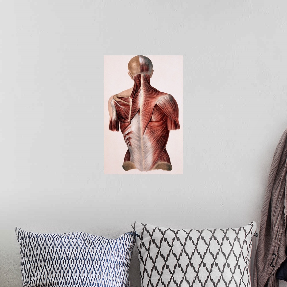 A bohemian room featuring Muscles of the back, historical artwork. The skin and fascia (connective tissue) have been remove...