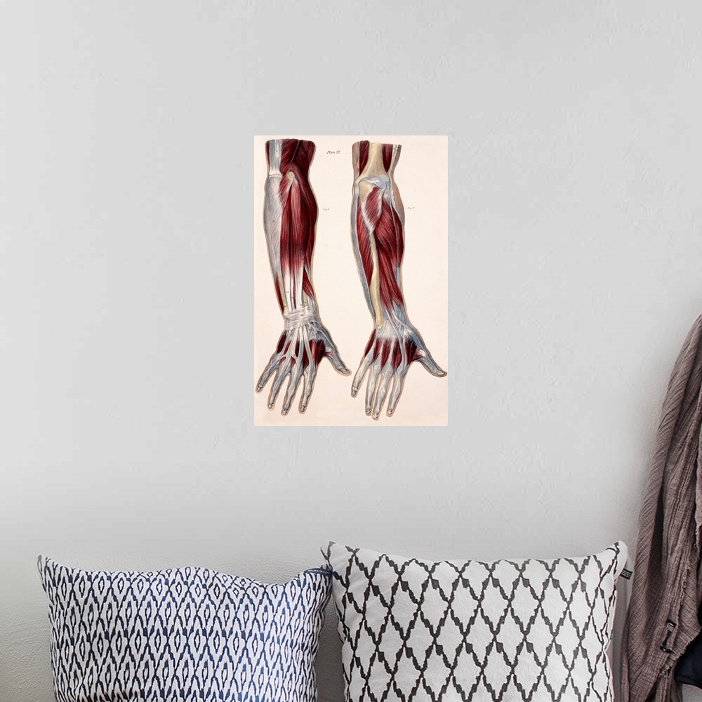 A bohemian room featuring Muscles of the forearm, historical artwork. The figure at left shows the first layer of muscles (...