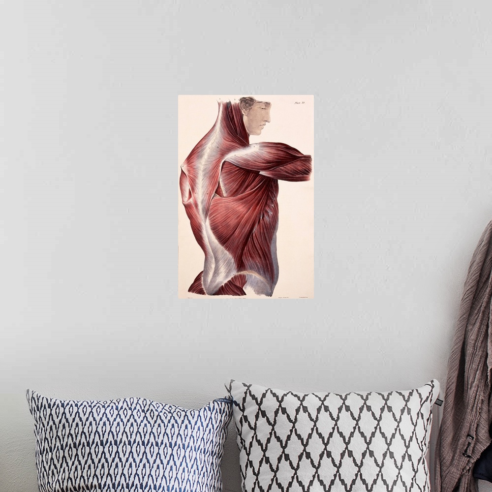 A bohemian room featuring Muscles of the side and back, historical artwork. The skin and fascia (connective tissue) have be...