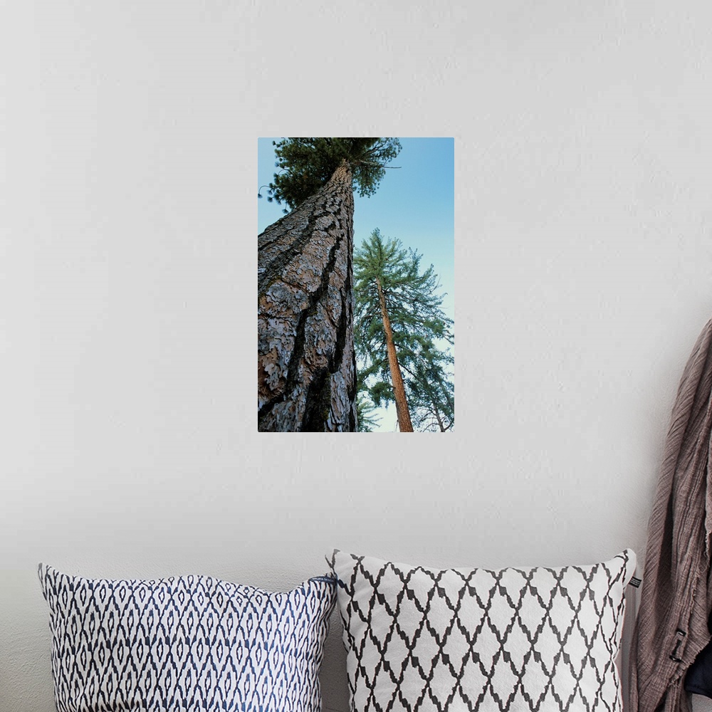 A bohemian room featuring Ponderosa pine trees (Pinus ponderosa). Photographed in Kings Canyon National Park, California, USA.