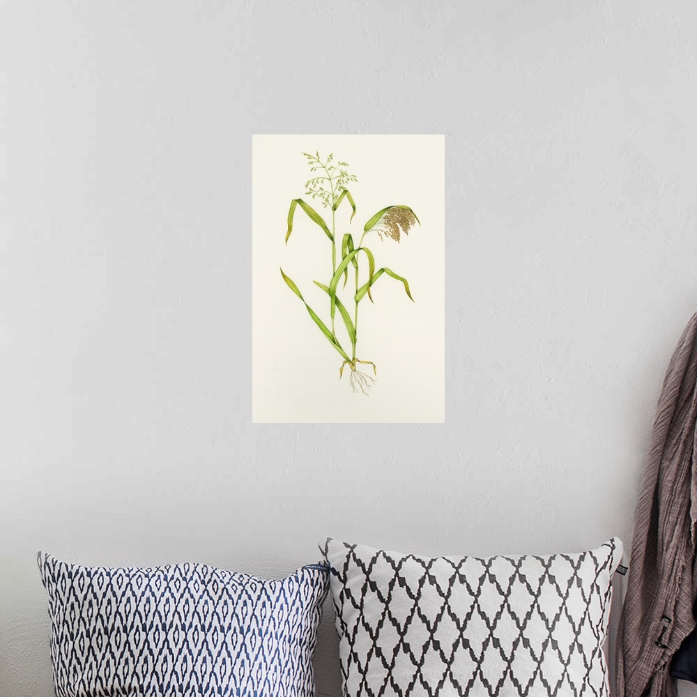 A bohemian room featuring Proso millet (Panicum miliaceum). Watercolour artwork illustrating stages of growth of proso mill...