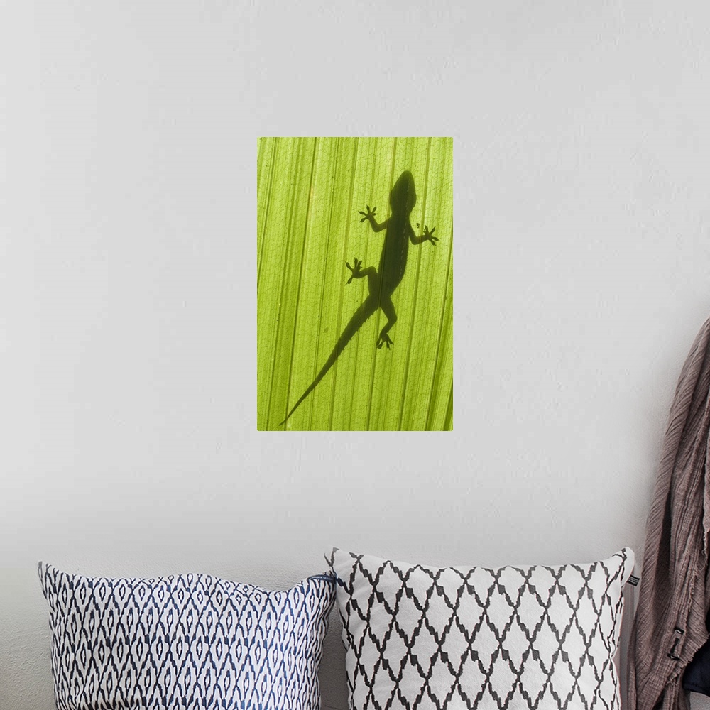 A bohemian room featuring Gecko silhouette on palm frond, taken from below the leaf. Geckos can be found all over the Maldi...
