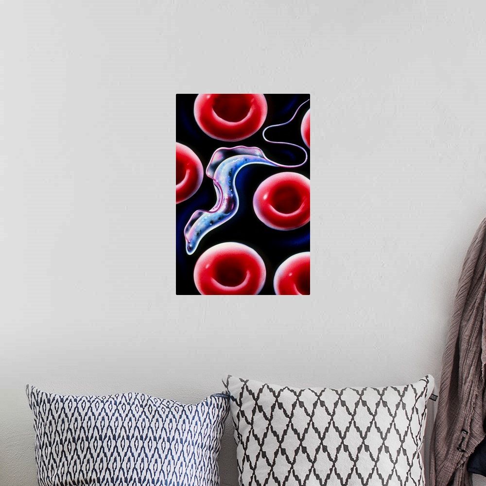 A bohemian room featuring Sleeping sickness. Artwork of a trypanosome (Trypanosoma brucei) moving past human red blood cell...