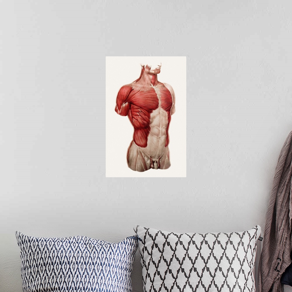 A bohemian room featuring Superficial thoracic and abdominal muscles, historical anatomical artwork. This ventral (front) v...