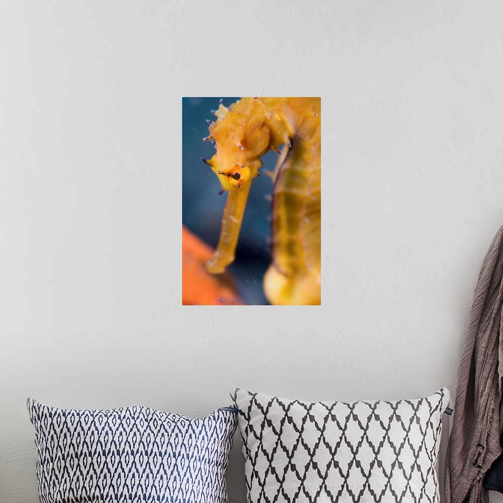 A bohemian room featuring Thorny seahorse. Close-up of a thorny seahorse (Hippocampus histrix). This seahorse inhabits seag...