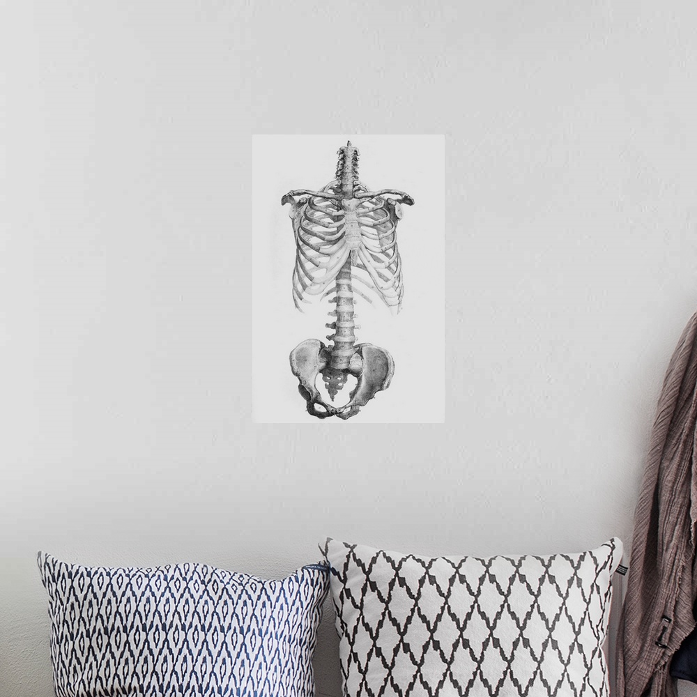 A bohemian room featuring Torso bones. Historical anatomical artwork of the bones of the human torso, seen from the front. ...