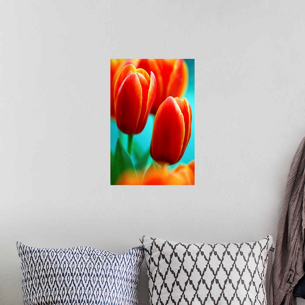 A bohemian room featuring Darwin hybrid tulip flowers (Tulipa 'Apeldoorn Elite').