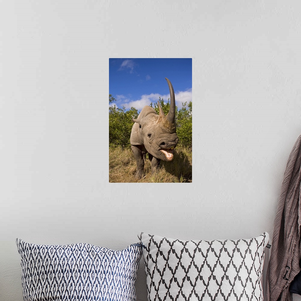 A bohemian room featuring African rhino