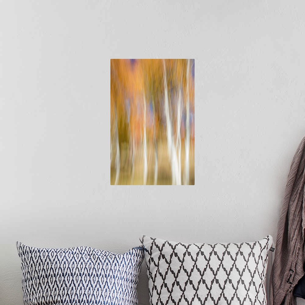 A bohemian room featuring Aspen trees and fall color foliage with camera blur movement