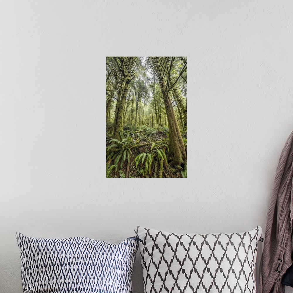 A bohemian room featuring The forest of Ecola State Park on the Oregon Coast.