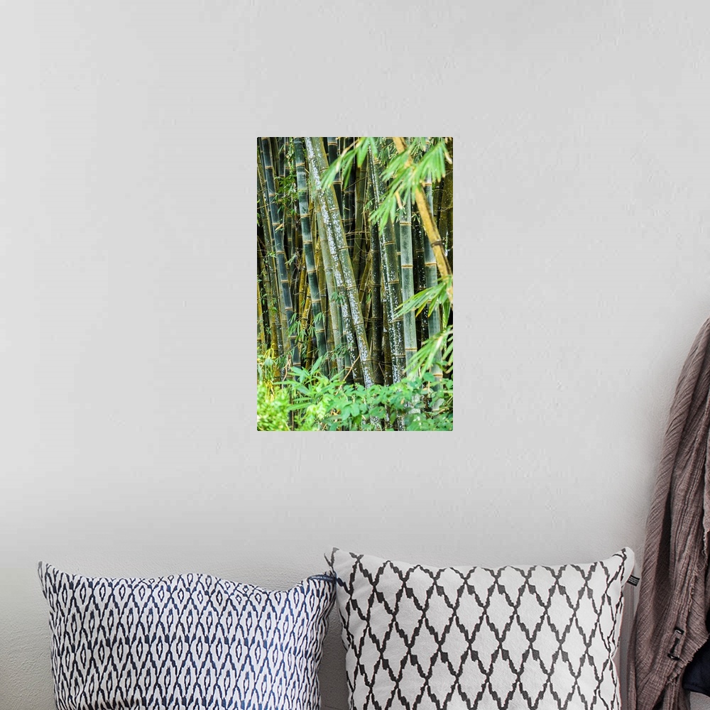A bohemian room featuring Wild Bamboo Growing In Costa Rica
