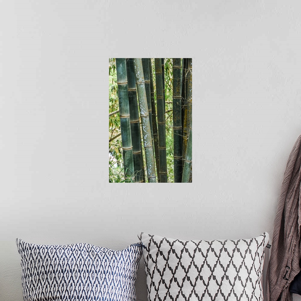 A bohemian room featuring Wild Bamboo In Costa Rica