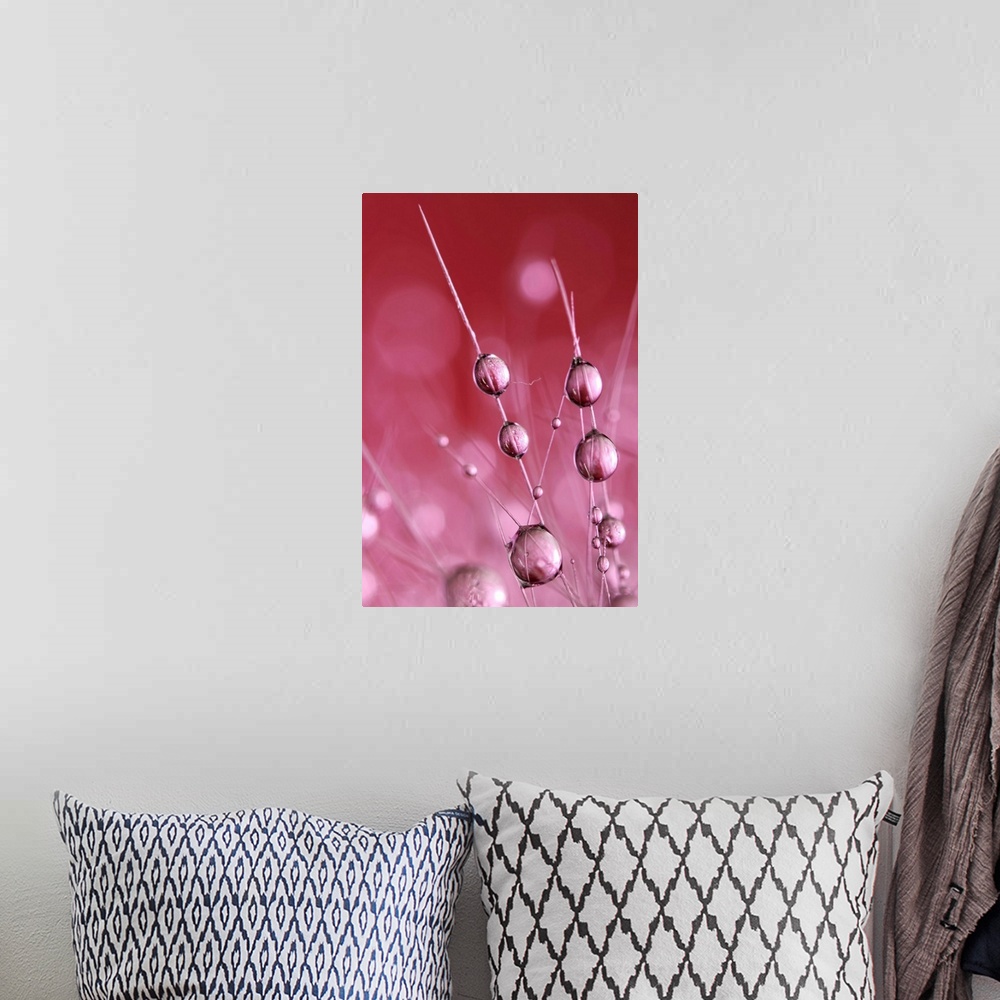 A bohemian room featuring Water drops on a Cactus