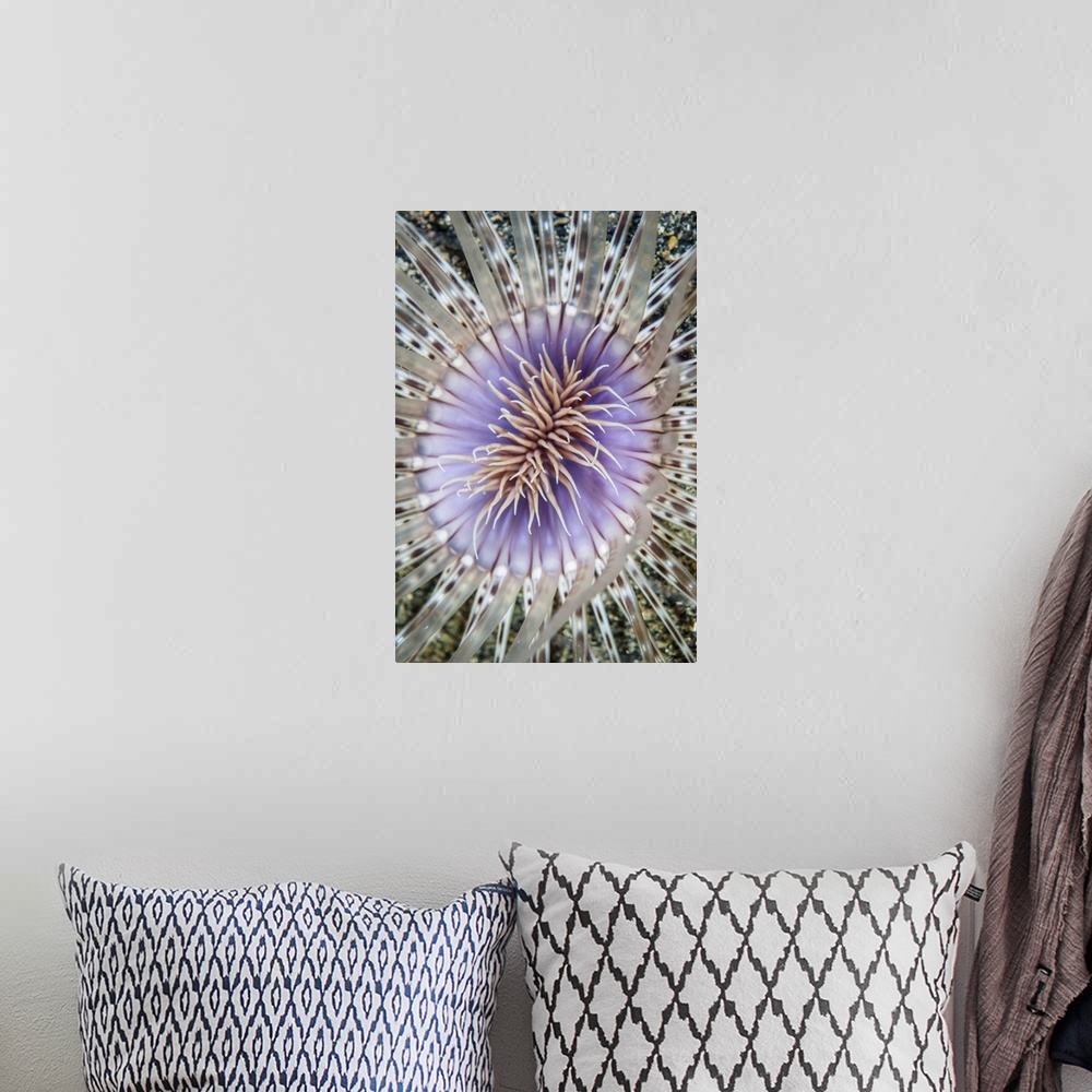 A bohemian room featuring Close-up of a tube anemone.