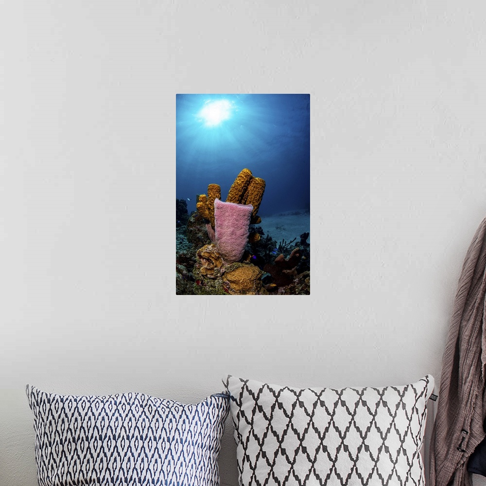 A bohemian room featuring Different types of sponges on a coral reef, Caribbean Sea, Mexico.