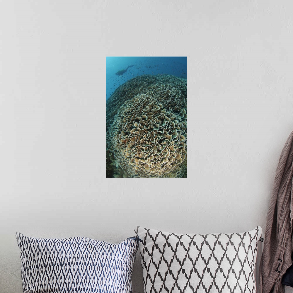 A bohemian room featuring Diver exploring Cabbage Coral mountain, Gorontalo, Indonesia.